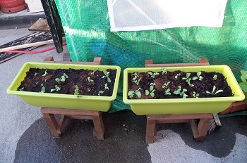 Two more trays of radishes, outside the greenhouse.