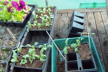 Original seedlings in cells