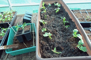 Radishes pricked out into trough